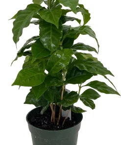 Arabica Coffee Plant - Live Plant - 4 Inch Pot - Grow Your Own Coffee - Image 1
