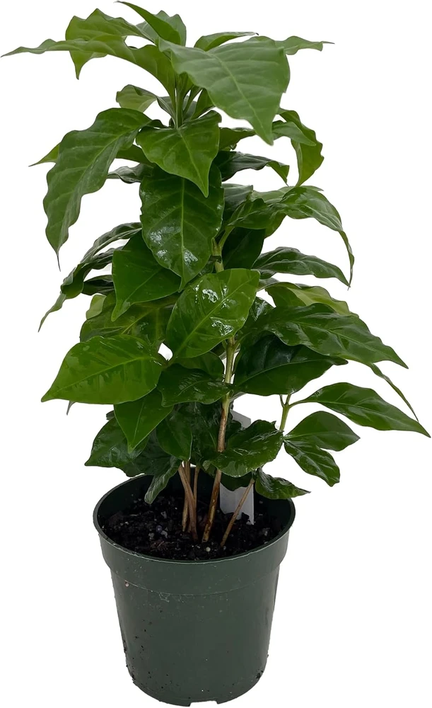 Arabica Coffee Plant - Live Plant - 4 Inch Pot - Grow Your Own Coffee - Image 1