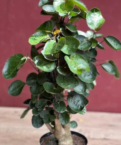 Aralia Fabian Stump 6