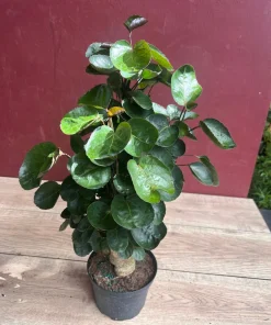 Aralia Fabian Stump 6