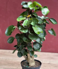Aralia Fabian Stump 6