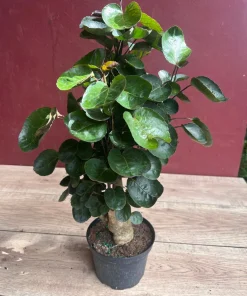 Aralia Fabian Stump 6