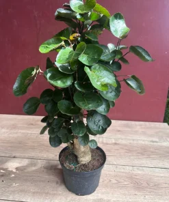 Aralia Fabian Stump 6