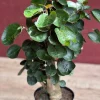 Aralia Fabian Stump 6" Pot - Image 1