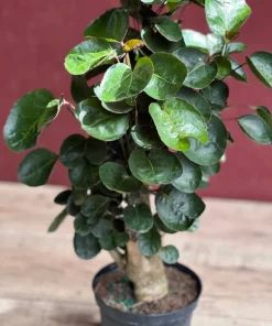 Aralia Fabian Stump 6