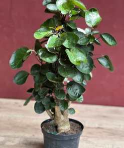 Aralia Fabian Stump 6