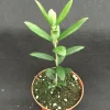 Arbequina Olive Tree Live Plant - Self-Fertile, Zone 7-10, 3 inch Pot - Image 1