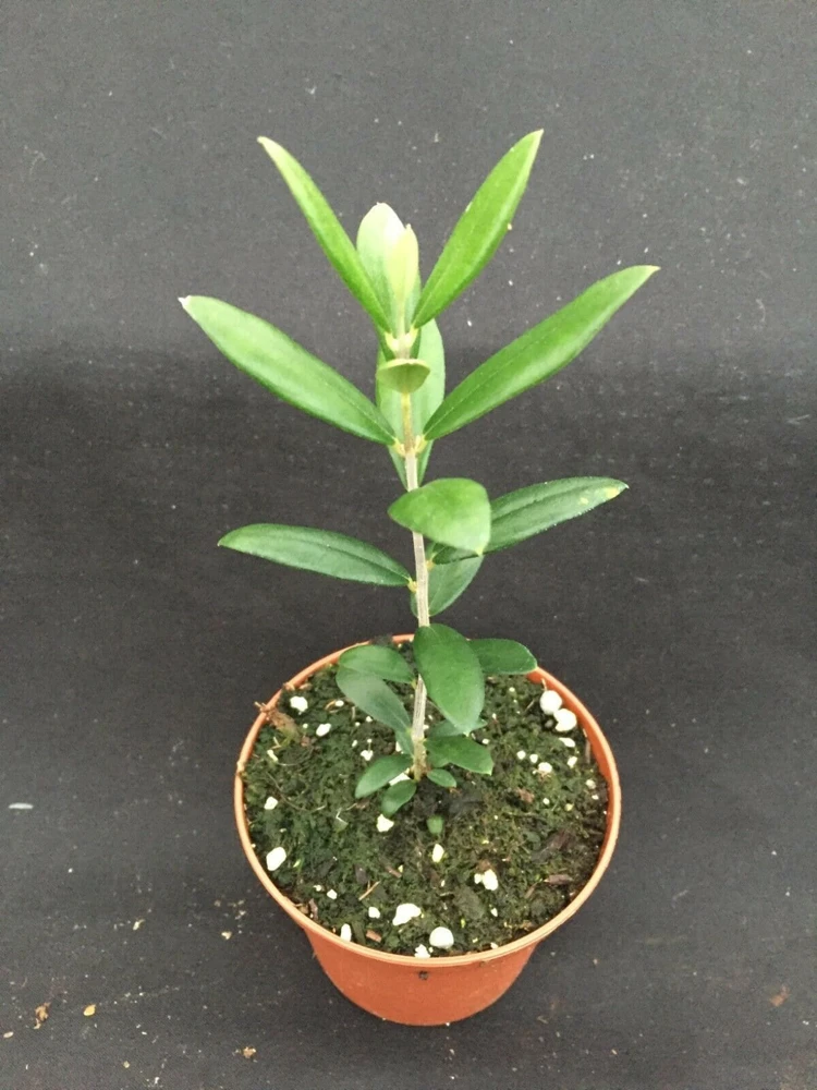 Arbequina Olive Tree Live Plant - Self-Fertile, Zone 7-10, 3 inch Pot - Image 1