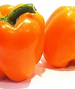 Ariene Orange Dutch Pepper Seeds - Sweet Bell Pepper, 10 Seeds - Image 1