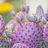 Arizona Purple Prickly Pear Cactus Seeds - Opuntia Macrocentra - Rare Cacti - Image 1