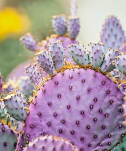 Arizona Purple Prickly Pear Cactus Seeds - Opuntia Macrocentra - Rare Cacti - Image 1