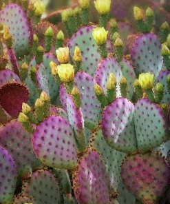 Arizona Purple Prickly Pear Cactus Seeds - Opuntia Macrocentra - Rare Cacti - Image 2