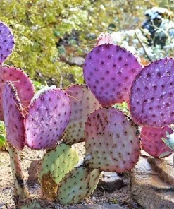 Arizona Purple Prickly Pear Cactus Seeds - Opuntia Macrocentra - Rare Cacti - Image 3