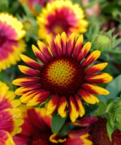Arizona Sun Gaillardia Flower Seeds - 100 Seeds, Yellow & Red Blanket Flower - Image 11