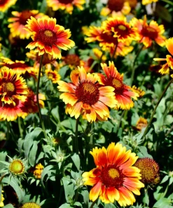 Arizona Sun Gaillardia Flower Seeds - 100 Seeds, Yellow & Red Blanket Flower - Image 3