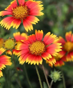 Arizona Sun Gaillardia Flower Seeds - 100 Seeds, Yellow & Red Blanket Flower - Image 4