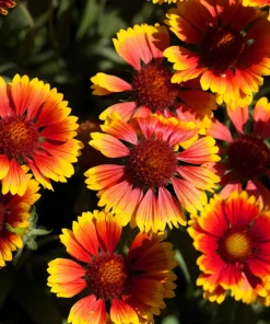 Arizona Sun Gaillardia Flower Seeds - 100 Seeds, Yellow & Red Blanket Flower - Image 6