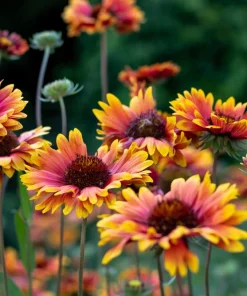 Arizona Sun Gaillardia Flower Seeds - 100 Seeds, Yellow & Red Blanket Flower - Image 8