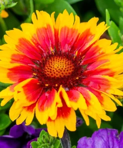 Arizona Sun Gaillardia Flower Seeds - 100 Seeds, Yellow & Red Blanket Flower - Image 9