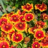 Arizona Sun Gaillardia Flower Seeds - 100 Seeds, Yellow & Red Blanket Flower - Image 1