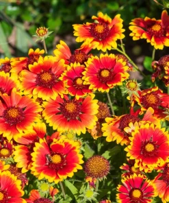 Arizona Sun Gaillardia Flower Seeds - 100 Seeds, Yellow & Red Blanket Flower - Image 1