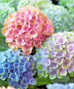 Arriba Reblooming Hydrangea Seeds - Macrophylla Flower Seeds - Image 1