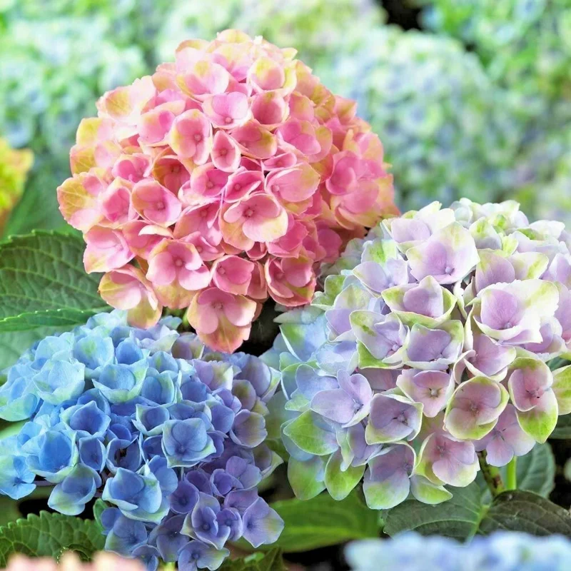 Arriba Reblooming Hydrangea Seeds - Macrophylla Flower Seeds - Image 1