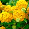 Arriba Reblooming Hydrangea Seeds (Macrophylla) - Fresh Harvested Flower Seeds - Image 1