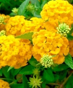 Arriba Reblooming Hydrangea Seeds (Macrophylla) - Fresh Harvested Flower Seeds - Image 1