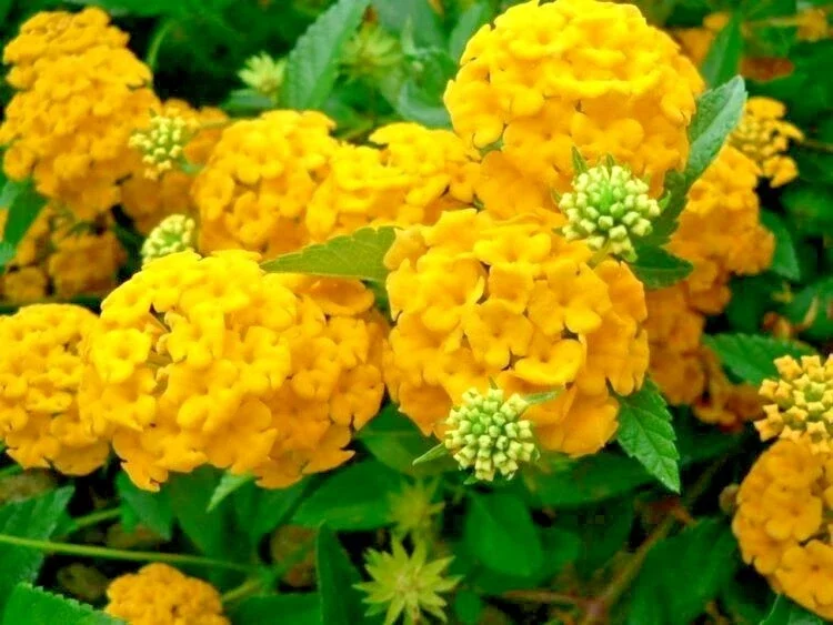 Arriba Reblooming Hydrangea Seeds (Macrophylla) - Fresh Harvested Flower Seeds - Image 1