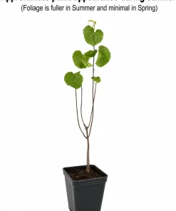 Arrowwood Viburnum Live Plant - 10-16