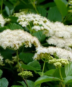 Arrowwood Viburnum Live Plant - 10-16