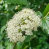 Arrowwood Viburnum Live Plant - 10-16" Tall Shrub - Quart Pot - Outdoor - Image 1