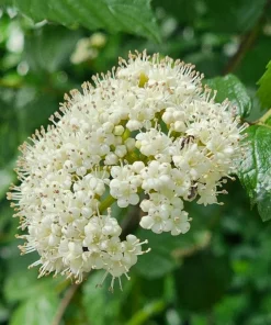 Arrowwood Viburnum Live Plant - 10-16