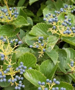 Arrowwood Viburnum Live Plant - 10-16