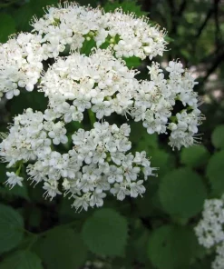 Arrowwood Viburnum Live Plant - 10-16