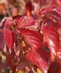 Arrowwood Viburnum Live Plant - 10-16