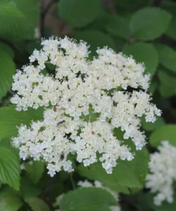 Arrowwood Viburnum Live Plant - 10-16