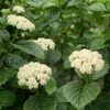 Arrowwood Viburnum Live Shrub - 3-Pack, 8-12in Tall, 3.5in Pot, Outdoor Native Plant - Image 1