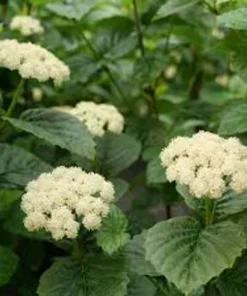 Arrowwood Viburnum Live Shrub - 3-Pack, 8-12in Tall, 3.5in Pot, Outdoor Native Plant - Image 1