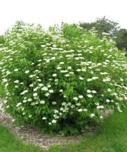 Arrowwood Viburnum Live Shrub - 3-Pack, 8-12in Tall, 3.5in Pot, Outdoor Native Plant - Image 3