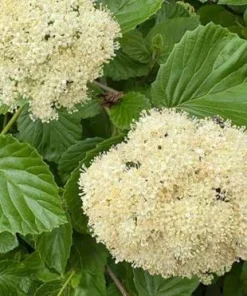 Arrowwood Viburnum Live Shrub - 3-Pack, 8-12in Tall, 3.5in Pot, Outdoor Native Plant - Image 4