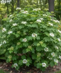 Arrowwood Viburnum Live Shrub - 3-Pack, 8-12in Tall, 3.5in Pot, Outdoor Native Plant - Image 6