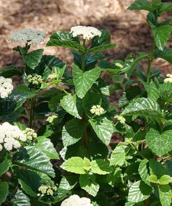 Arrowwood Viburnum Shrub - Glitters & Glows Live Plant - 4" Pot - Outdoor - Image 2