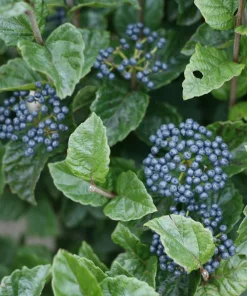 Arrowwood Viburnum Shrub - Glitters & Glows Live Plant - 4
