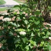 Arrowwood Viburnum Shrub - Glitters & Glows Live Plant - 4" Pot - Outdoor - Image 1