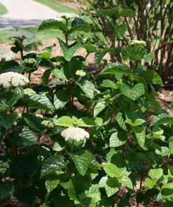 Arrowwood Viburnum Shrub - Glitters & Glows Live Plant - 4
