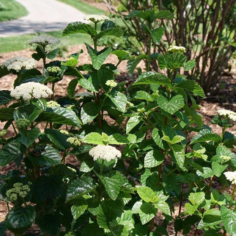 Arrowwood Viburnum Shrub - Glitters & Glows Live Plant - 4" Pot - Outdoor - Image 1