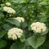 Arrowwood Viburnum (Viburnum dentatum) Live Shrub – 8-12in Tall in 3.5in Pot – Outdoor Native Shrub - Image 1