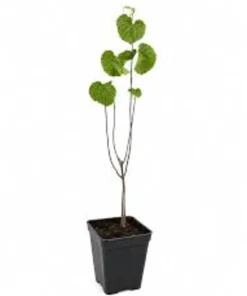 Arrowwood Viburnum (Viburnum dentatum) Live Shrub – 8-12in Tall in 3.5in Pot – Outdoor Native Shrub - Image 2
